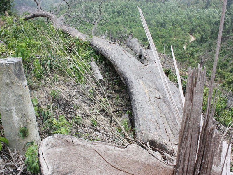 Những cây to bị chặt phá để trồng cao su trên diện tích 32,1ha ở xã Ba