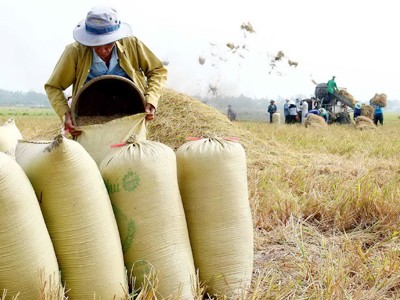Lúa giảm giá nhưng nhiều nơi nông dân bị ép giảm giá tiếp