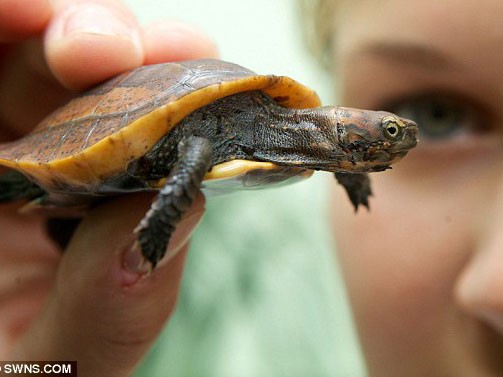 Tìm thấy rùa quý hiếm nhất thế giới