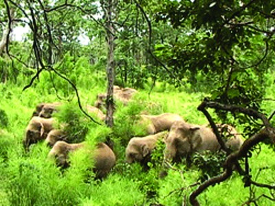 Đàn voi rừng ở Đắk Lắk. Ảnh: TTO