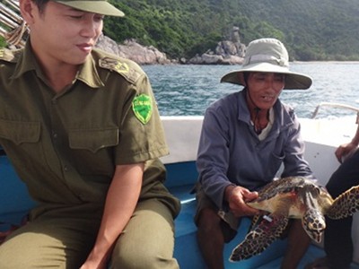 Xuất hiện rùa biển tại Cù Lao Chàm