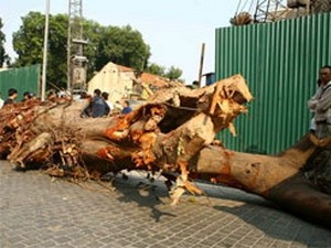 Thành ủy Hà Nội chỉ đạo làm rõ vụ chặt cây bồ đề