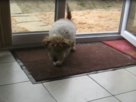Clip: Chó biết chùi chân trước khi vào nhà