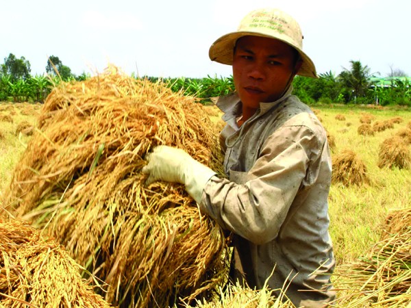 Ai được lợi từ mua tạm trữ lúa?