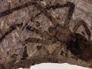Phát hiện hóa thạch nhện lớn chưa từng thấy