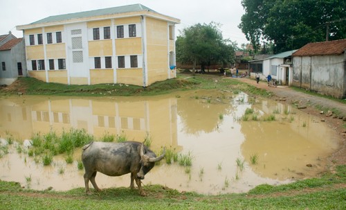 Giữa Hà Nội, trường học biến thành chuồng bò