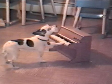 Khi chó biết chơi piano
