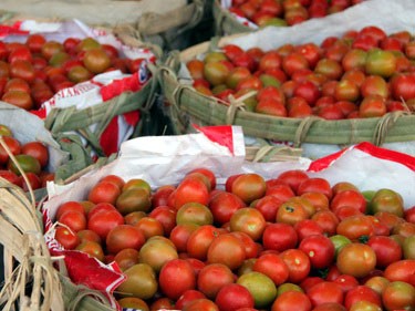 Lâm Đồng: giá cà chua tăng kỷ lục