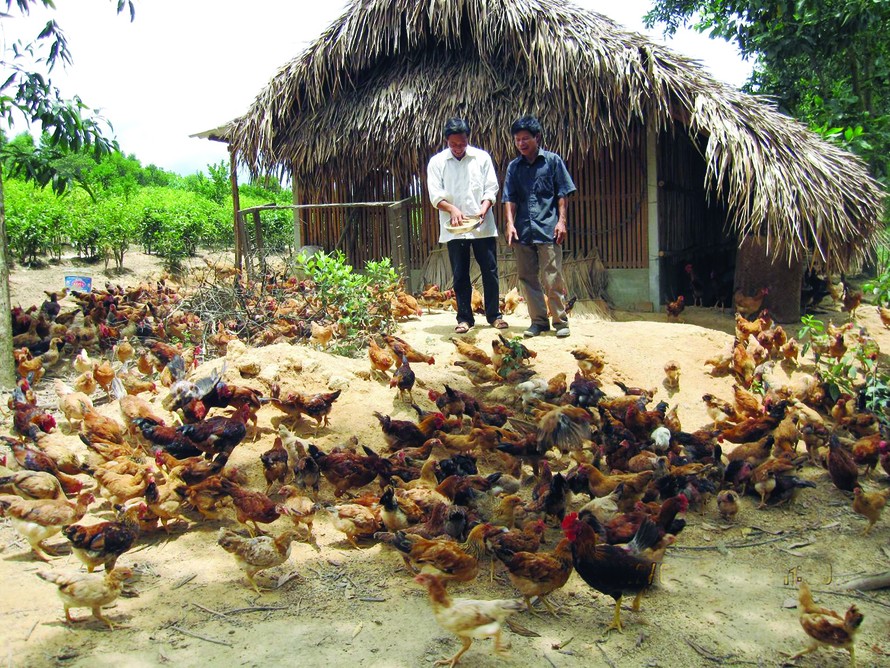 Xã viên HTX Hải Sơn đã vay tiền đầu tư nuôi gà từ nhiều tháng nay nhưng chưa nhận được tiền hỗ trợ