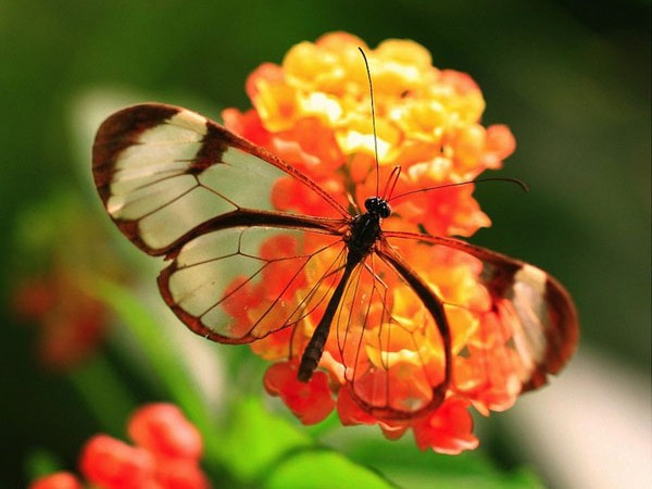 Lạ với loài bướm trong suốt đẹp lung linh