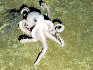 Những sinh vật 'ma quái' dưới đáy đại dương