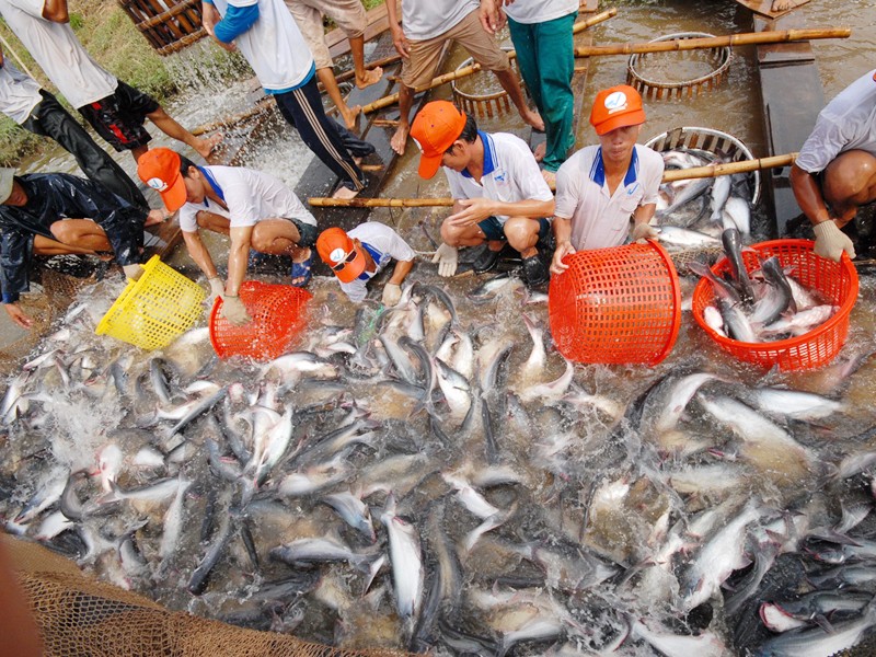 Thu hoạch cá tra nuôi theo tiêu chuẩn Global GAP ở Cty Việt An (An Giang). Ảnh: Lê Hoàng Vũ
