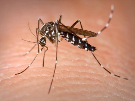 Muỗi biến đổi gen có thể tiêu diệt căn bệnh sốt rét