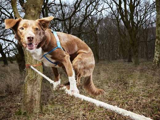 Chú chó đi thăng bằng nhanh nhất thế giới