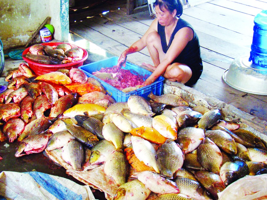 Một hộ nuôi cá bè ở phường Thống nhất bị chết cá hàng loạt vào ngày 7-6