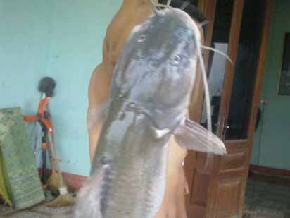 Bắt được cá lăng ‘khủng’ nặng 54kg trên sông Lô