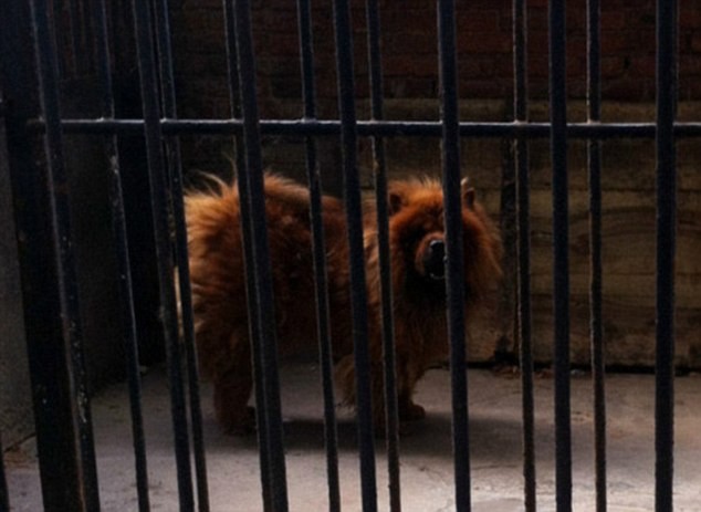 Vườn thú Trung Quốc biến chó thành sư tử
