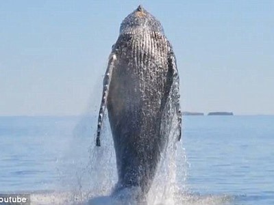 Cá voi khổng lồ nhảy múa trả ơn cứu mạng