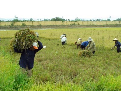 Kiến nghị Quốc hội gia hạn sử dụng đất nông nghiệp