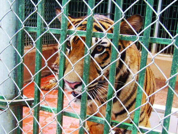 Một con hổ một tuổi ở Sóc Sơn trong khi hổ mẹ sáu tuổi đang mang thai bốn con nữa