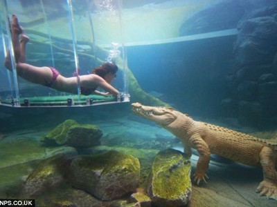 Cá sấu và tàu cổ