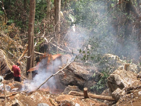 Khởi tố vụ án phá rừng Phong Nha
