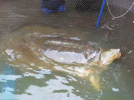 Rùa Hồ Gươm dài gần 2m, nặng khoảng 150kg