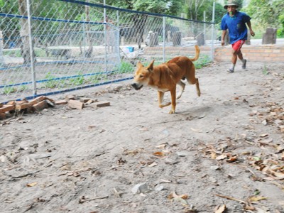Mở trường đua chó ở Phú Quốc