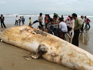 Xác cá voi nặng hơn bốn tấn dạt vào bờ