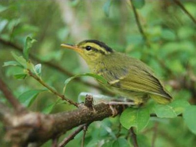 Phát hiện nhiều loài chim quý ở Phong Nha - Kẻ Bàng