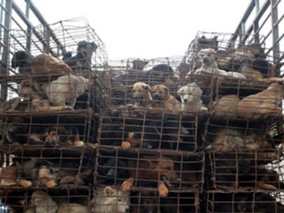 Điệp vụ giải cứu 500 chú chó bị nhốt trên xe tải