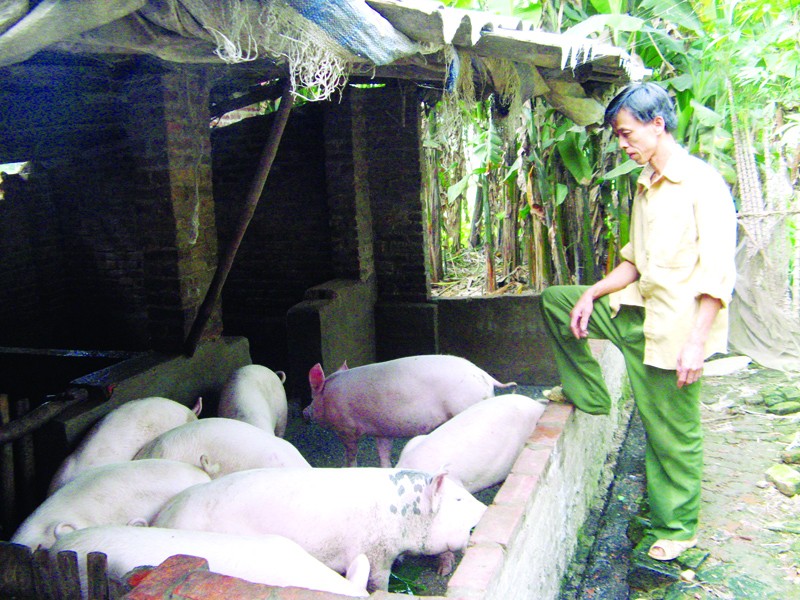 Người chăn nuôi đang lao đao vì dịch lợn tai xanh. Ảnh: Phạm Anh