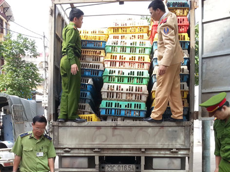 Mỗi năm, 8 triệu con gà nhập lậu ‘tuồn’ vào Việt Nam