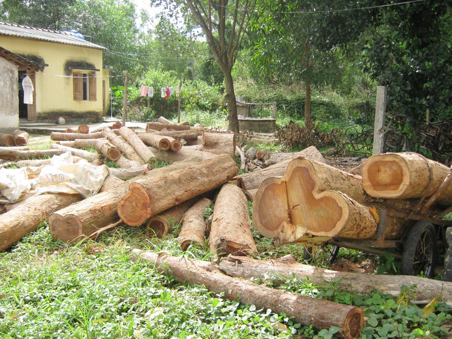 Bãi gỗ trắc do lâm tặc cưa trộm tại Ban Quản lý rừng đặc dụng Đắk Uy
