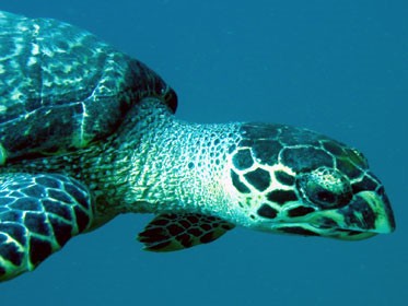Một con rùa biển ngoài khơi biển Nha Trang. Ảnh: Trí Hưng (Tuổi Trẻ)
