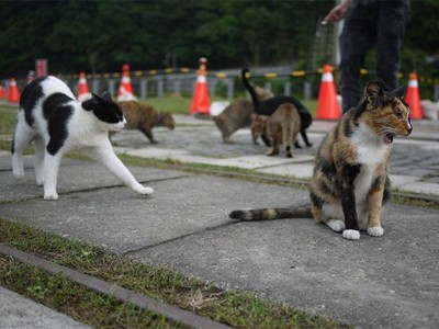 Làng mèo ở Đài Loan hút khách du lịch