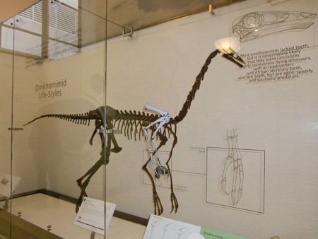 Lần đầu phát hiện dấu tích khủng long có lông vũ tại Bắc Mỹ