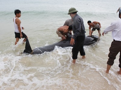 Giải cứu cá voi vướng lưới ngư dân