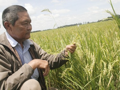 Ông Năm Châu đang “bắt mạch” một ruộng lúa bị bệnh