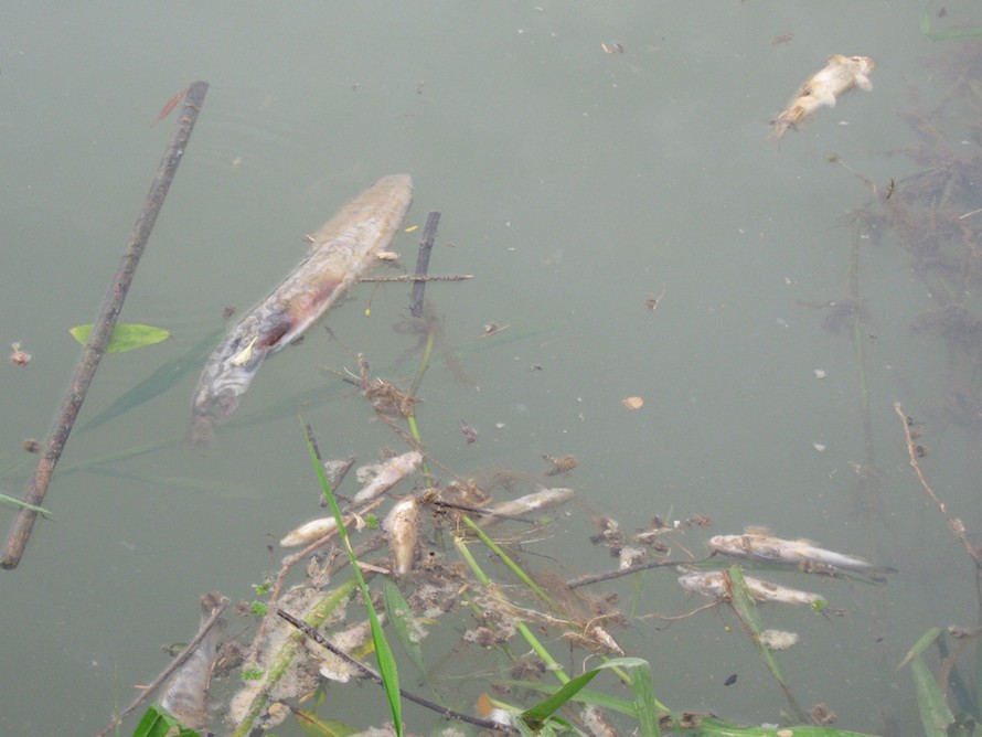 Cá chết vẫn còn trôi nổi trên sông (ảnh chụp chiều 9-5)