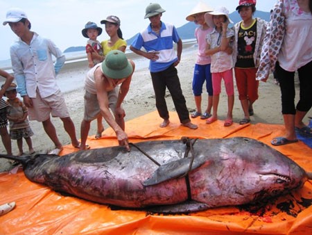 Cá voi 300kg mắc cạn tại bờ biển Hà Tĩnh