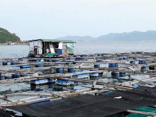 Bè cá của người Trung Quốc ngay cửa vịnh Cam Ranh Ảnh : Nguyễn Đình Quân