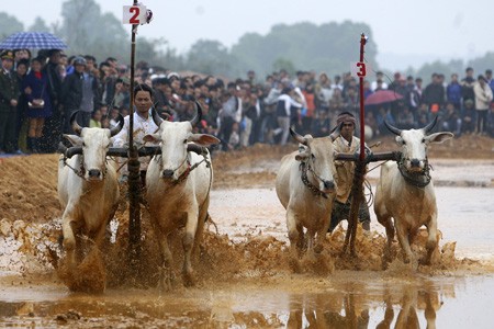 Clip: Hà Nội lần đầu có lễ hội... đua bò