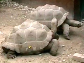 Hai cụ rùa 'ly hôn' sau hơn trăm năm chung sống