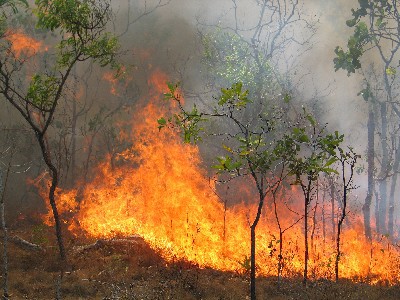 Đạn nổ, gần 10 ha rừng cháy rụi