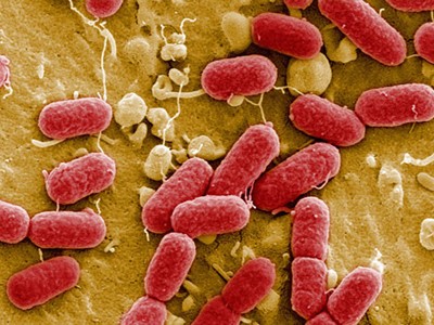 Bọn khủng bố gieo rắc dịch bệnh E.coli ở châu Âu?