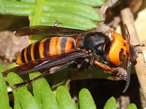 Ong ‘quái vật’ chích 41 người tử vong