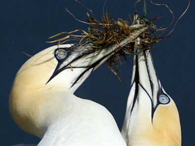 Vẻ đẹp 'tinh khôi' của chim biển xứ Wales