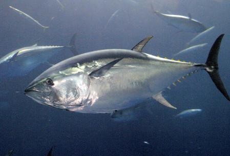 Vì sao dễ ngộ độc cá ngừ?