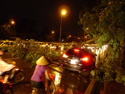 Mưa to, cây đổ hàng loạt ở Hà Nội